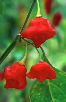Peppers: Pepper - Trial specimen (under glass)