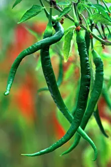 Peppers: Pepper - Whippet's Tail (under glass)