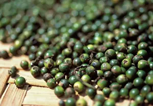 Piper: Peppercorn
