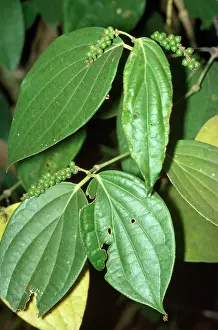 Nigrum: Peppercorn Plant