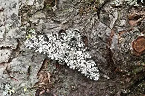 Peppered: Peppered Moth