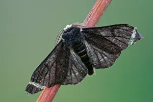 Peppered: Peppered Moth