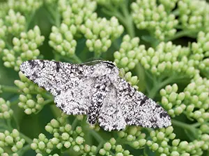 Geoff Du Feu: Peppered moth