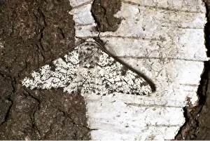 Peppered: PEPPERED MOTH - ON BARK