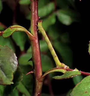 Peppered: Peppered moth caterpillar