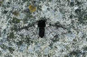 Peppered: Peppered Moth - Intermediate form