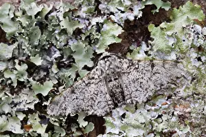 Peppered: Peppered Moth - on lichen