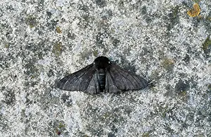 Peppered: Peppered Moth - melanic form / dark phase