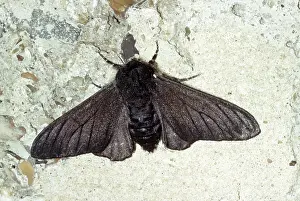 Peppered: Peppered Moth - melanic form / dark phase