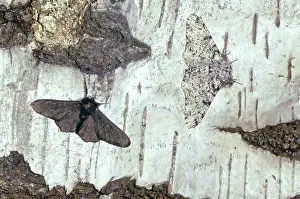 Peppered: Peppered MOTH - Melanic and Typical Form