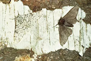 Typical: PEPPERED MOTH - Melanic and Typical Form