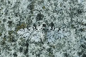 Peppered: Peppered Moth - Normal form