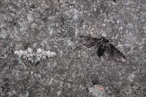 Peppered: Peppered Moth - Normal and Melanic examples - evolution