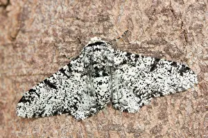 Peppered: Peppered Moth at rest
