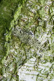Peppered: Peppered Moth. resting on birch trunk - North