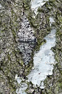 Peppered: Peppered Moth - resting on trunk of birch tree