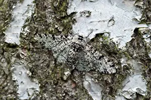 Peppered: Peppered Moth - resting on trunk of birch tree