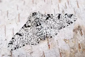Peppered: Peppered Moth on Silver Birch Bark - Norfolk UK