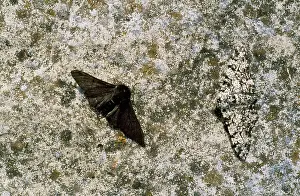 Peppered: Peppered Moths - melanic & normal