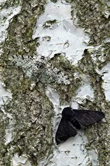 Rest: Peppered Moths - normal and black form - resting