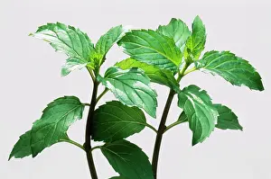 Mentha: Peppermint