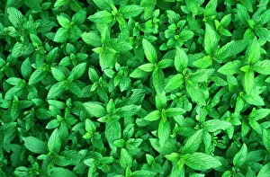 Mentha: PEPPERMINT