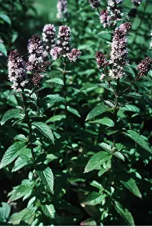 Allen Paterson: PEPPERMINT