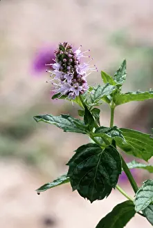 Ferry: Peppermint (Mentha piperita), NC