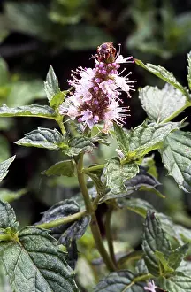 Ferry: Peppermint (Mentha piperita), NC