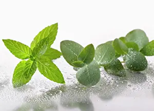 Sprig: Peppermint, Mentha piperita sprig arranged with