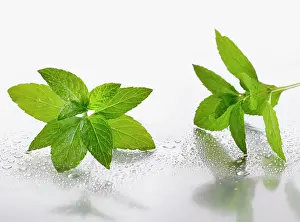 Mentha: Peppermint, Mentha piperita sprigs on silver background