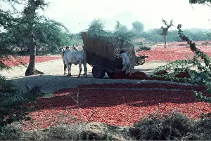 Unloading: PEPPERS / CHILLI - unloading and drying