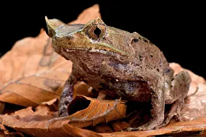 Megophrys: Perak horned toad (Megophrys aceras), Malaysia