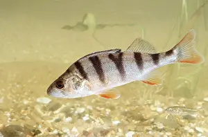 Wendy Sadler: PERCH