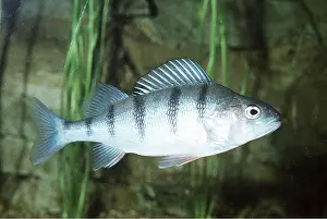 Stripes: PERCH FISH