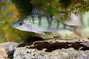 Photographed: Perch - Photographed underwater with fins raised