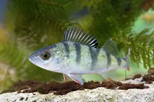 Perca: Perch - Single juvenile with fins raised taken underwater