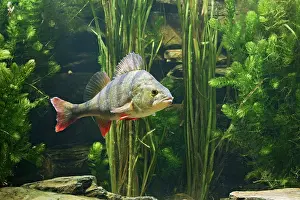 Perca: Perch - use weeds as camouflage, dorsal fin up, turning