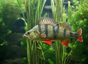 Perca: Perch - use weeds as camouflage, dorsal fin up, turning