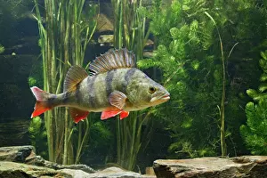 Perca: Perch - use weeds as camouflage, dorsal fin up, turning