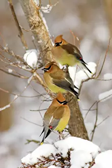 Cedar: Perched Cedar Waxwings