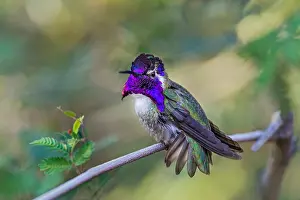 Perche: Perched Male Costa's Hummingbird (Calypte costae)