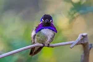 Perche: Perched Male Costa's Hummingbird (Calypte costae)