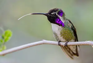 Perche: Perched Male Costa's Hummingbird (Calypte costae)