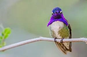 Perche: Perched Male Costa's Hummingbird (Calypte costae)