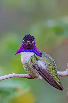 Calypte: Perched Male Costa's Hummingbird (Calypte costae)