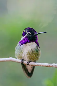 Calypte: Perched Male Costa's Hummingbird (Calypte costae)