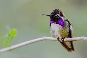 Calypte: Perched Male Costa's Hummingbird (Calypte costae)