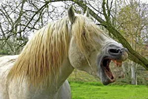 Communicate: Percheron Draft Horses, a French breed, yawning