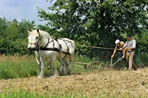 Mode: Percheron droughts on a field at Ungersheim Ecomuseum France